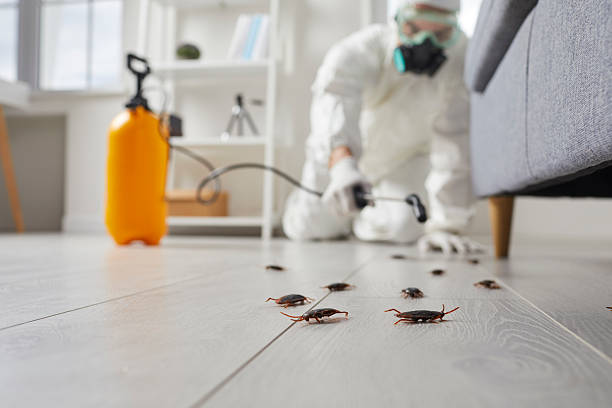 Commercial Rodent Management in Oakley